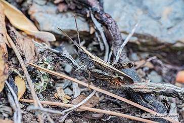 Chorthippus (Glyptobothrus) haemorrhoidalis