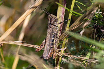 Chorthippus (Glyptobothrus) mollis