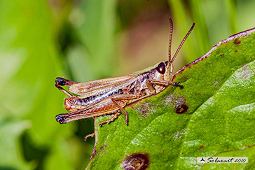 Chorthippus parallelus