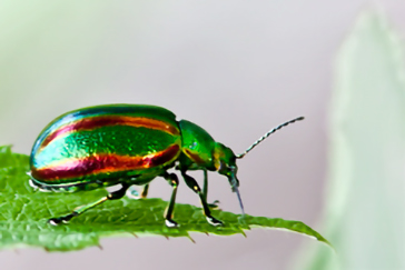 Chrysolina Fastuosa