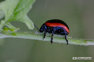 Chrysolina sanguinolenta