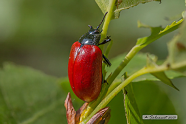 Chrysomela populi
