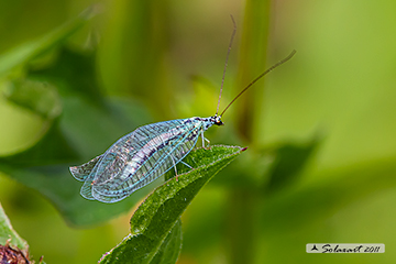 Chrysopa perla