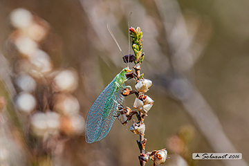 Chrysoperla carnea