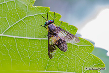 Chrysops relictus