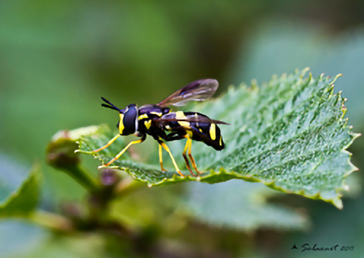 Chrysotoxum bicinctum