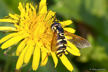 Chrysotoxum intermedium