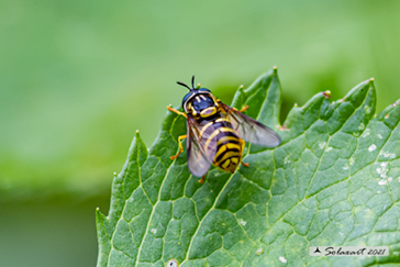 Chrysotoxum arcuatum