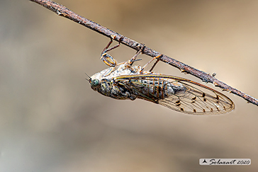 Cicadidae - Cicala del frassino