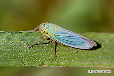 Cicadellidae - Cicadella viridis - Cicalina verde