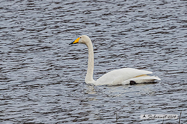 Cigno selvatico - (Cygnus cygnus) 