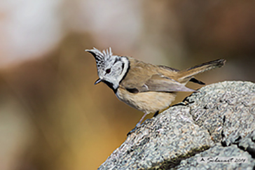 European crested tit, Cincia dal ciuffo