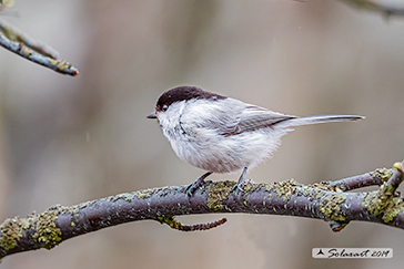 Cincia siberiana;  Poecile cinctus; Grey-headed chickadee