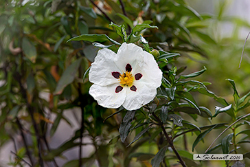 Cistus ladanifer L - Cisto ladanifero