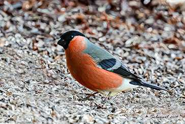 Ciuffolotto - Pyrrhula_pyrrhula - Bullfinch