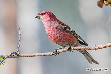 Ciuffolotto delle pinete - Pinicola enucleator - Pine grosbeak