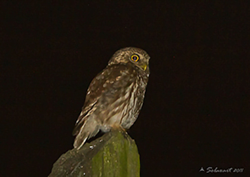 Little Owl, Civetta