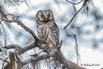 Boreal owl, Civetta capogrosso, Aegolius funereus