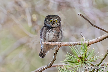 Civetta nana; Glaucidium passerinum