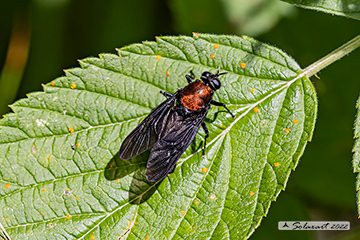 Clitellaria ephippium