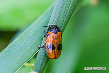 Clytra laeviuscula