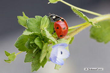 Coccinella septempunctata, Coccinellidae 