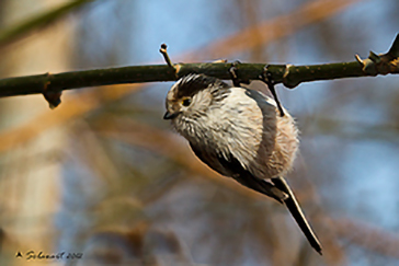 Aegithalidae