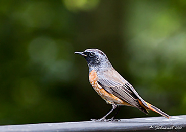 Codirosso maschio  (Phoenicurus Phoenicurus)