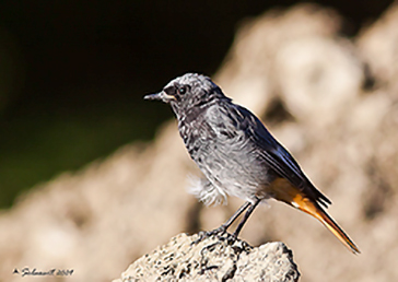 Codirosso Spazzacamino maschio (Phoenicurus ochruros) 