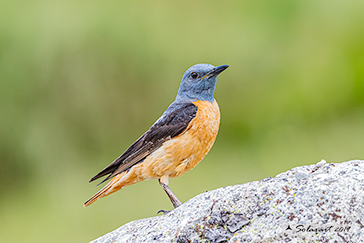 Codirossone; Monticola saxatilis; Common rock thrush