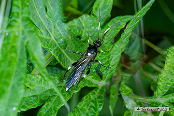 Coelichneumon deliratorius