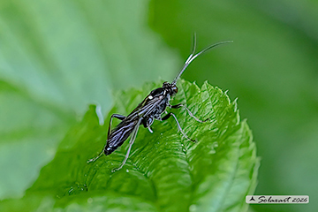 Coelichneumon sp