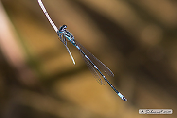 Coenagrion pulchellum