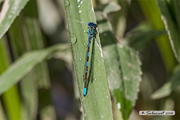 Coenagrion_caerulescens