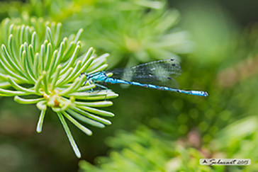 Coenagrion hastulatum: Azzurrina alpina, Northern damselfly