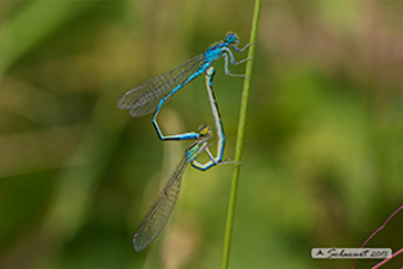 Coenagrion scitulum