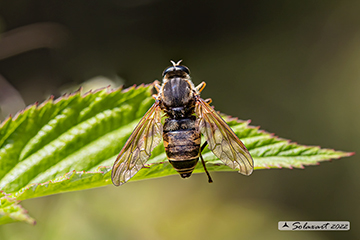 Coenomyia ferruginea