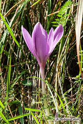 Crocus vernus