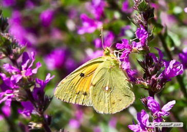 Colias croceus