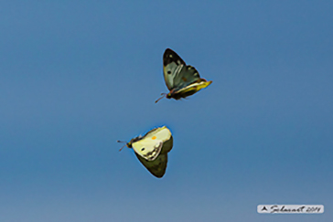 Colias alfacariensis