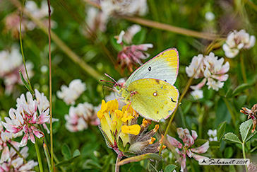 Colias_phicomone