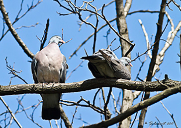 colombaccio (Columba palumbus)