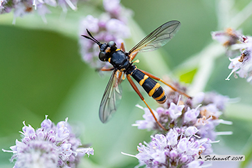 Conops quadrifasciatus