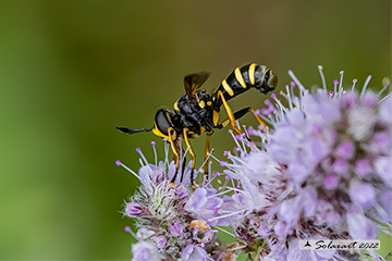 Conops flavipes