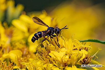 Conops versicularis