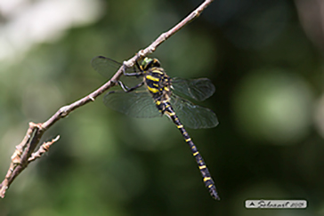 Cordulegaster boltonii