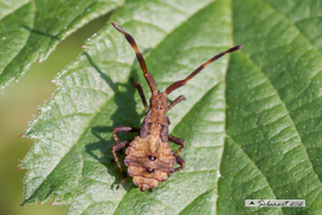 Coreus marginatus