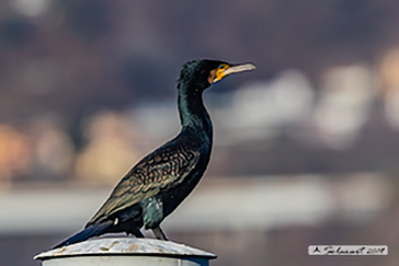 Cormorano (Phalacrocorax Carbo)