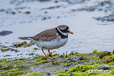 Corriere grosso, Common ringed plover, Charadrius hiaticula