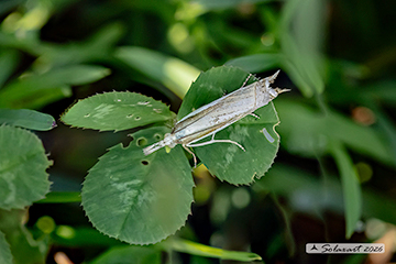 Crambus albellus